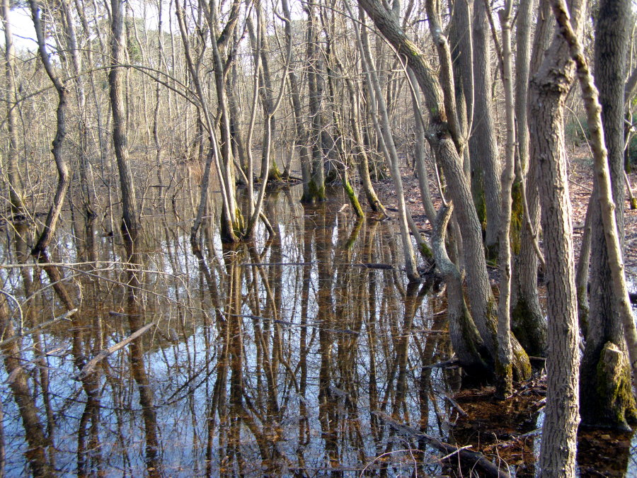 Sognando foreste allagate